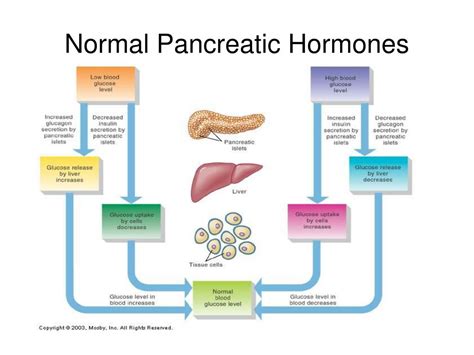 15.6.1.3: Hormones of the Pancreas .
